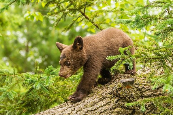 Minnesota-black bear cub-captive